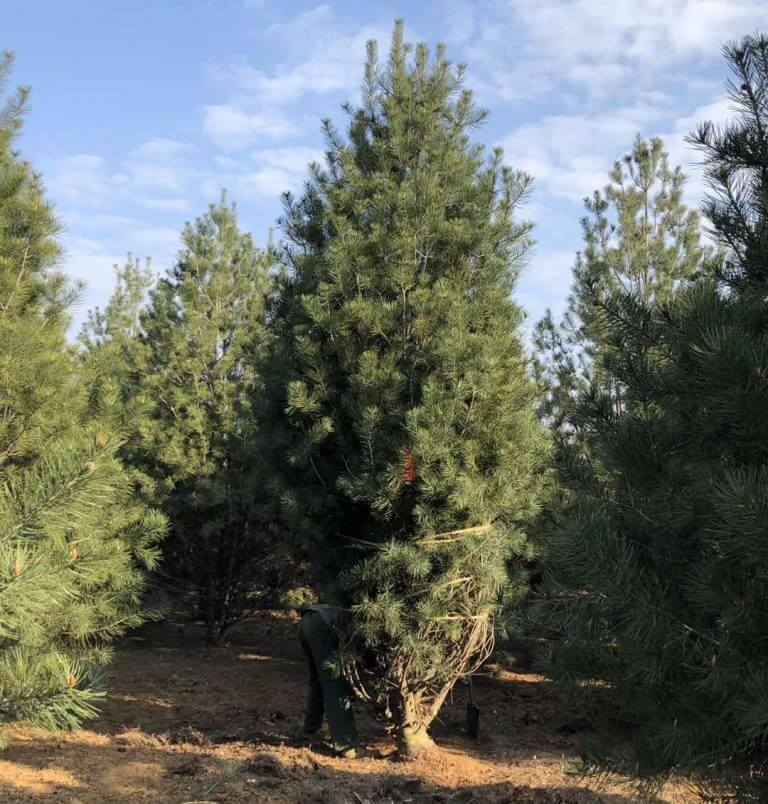 白皮松價格一路狂跌，是砍還是留？