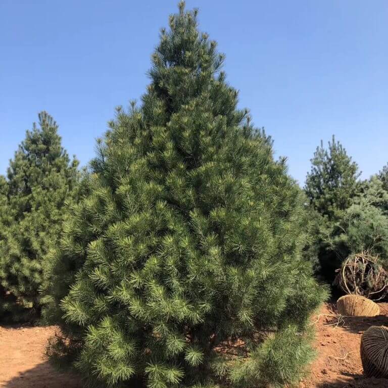 綠濤白皮松苗圃開園出售