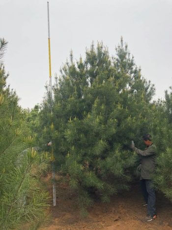 白皮松苗圃基地4米號苗中