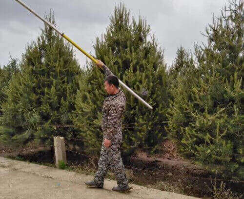 精品白皮松