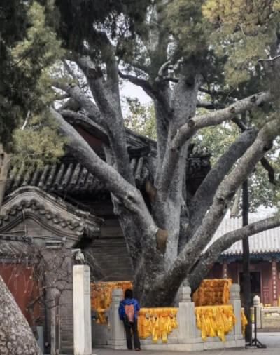我國都有哪些有名的白皮松古樹？