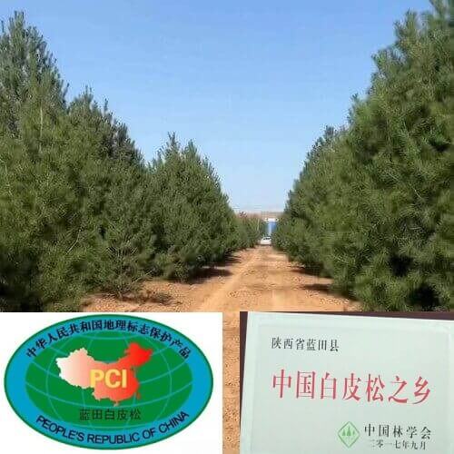 藍(lán)田縣以白皮松為中心展開(kāi)綠化惠民工作