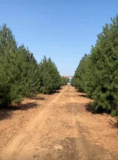 白皮松在園林綠化中有什么重要的作用？